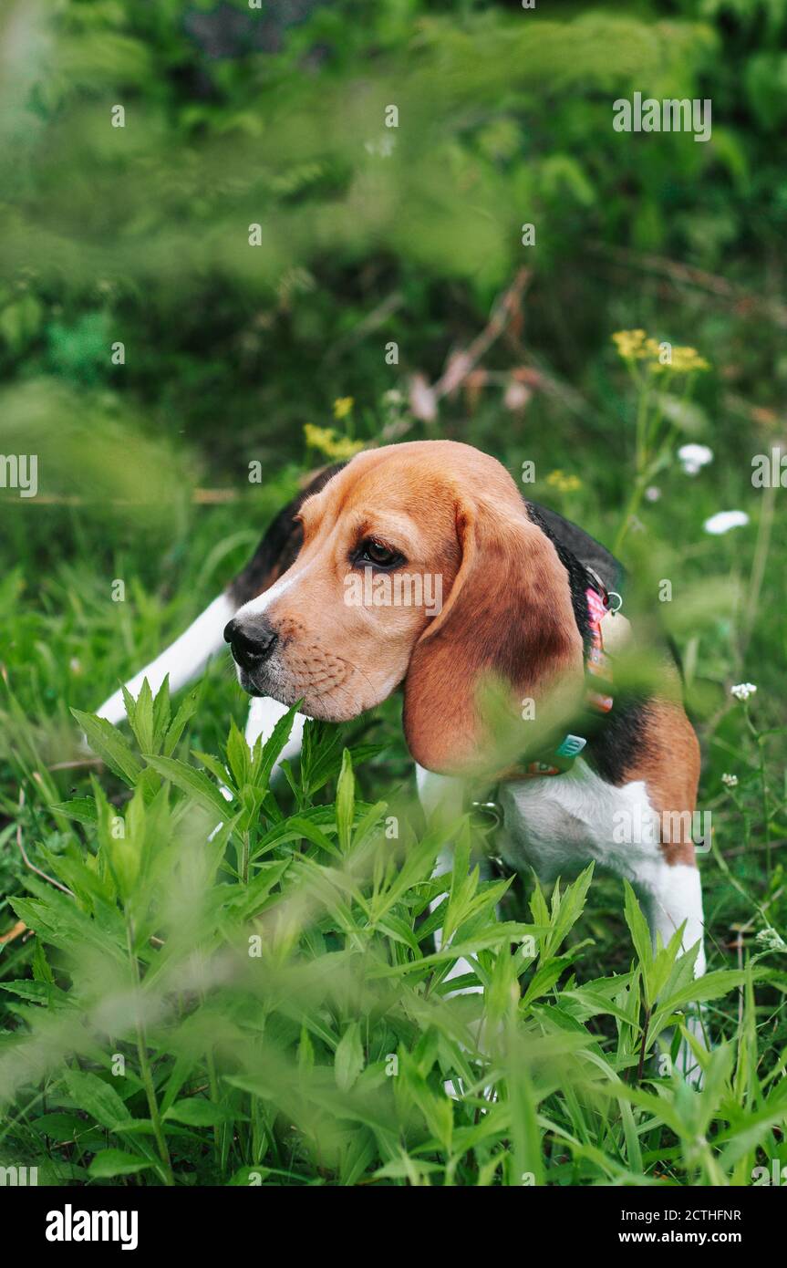 Bon chien de beagle de chiot s'amusant dans l'herbe verte Banque D'Images