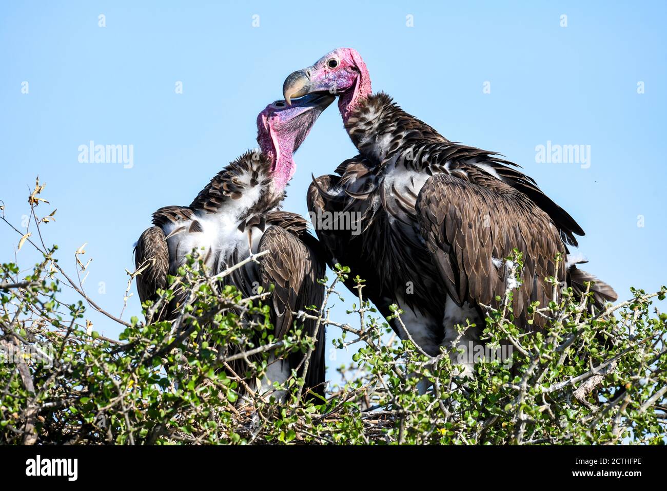Couple reproducteur de vautours à Lappet (Torgos tracheliotos) dans un nid arboré de la réserve nationale de Masai Mara, Kenya Banque D'Images