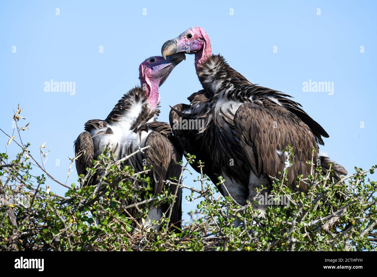 Couple reproducteur de vautours à Lappet (Torgos tracheliotos) dans un nid arboré de la réserve nationale de Masai Mara, Kenya Banque D'Images
