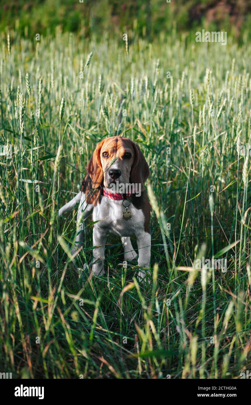Bon chien de beagle de chiot s'amusant dans l'herbe verte Banque D'Images