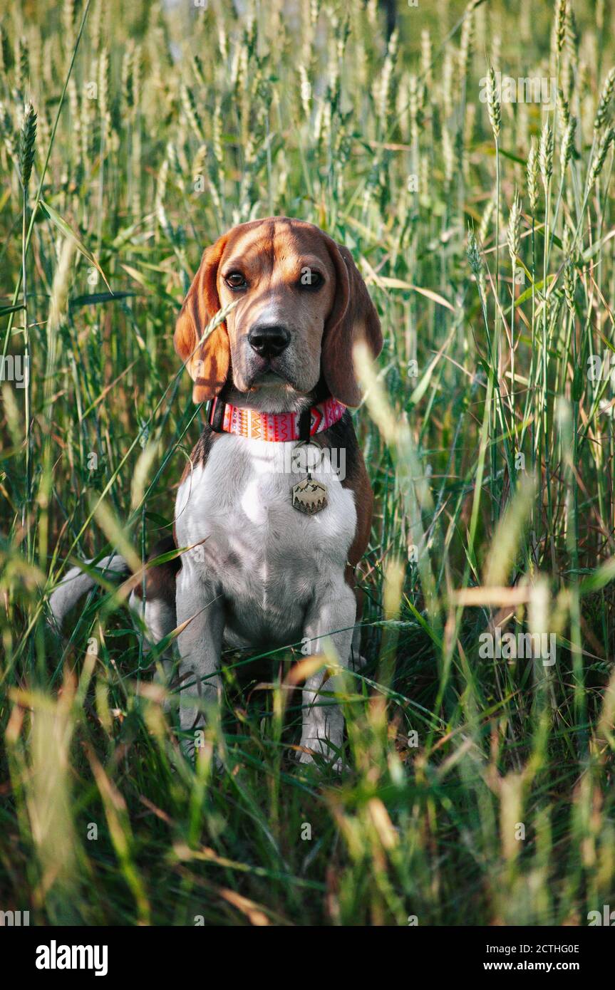 Bon chien de beagle de chiot s'amusant dans l'herbe verte Banque D'Images
