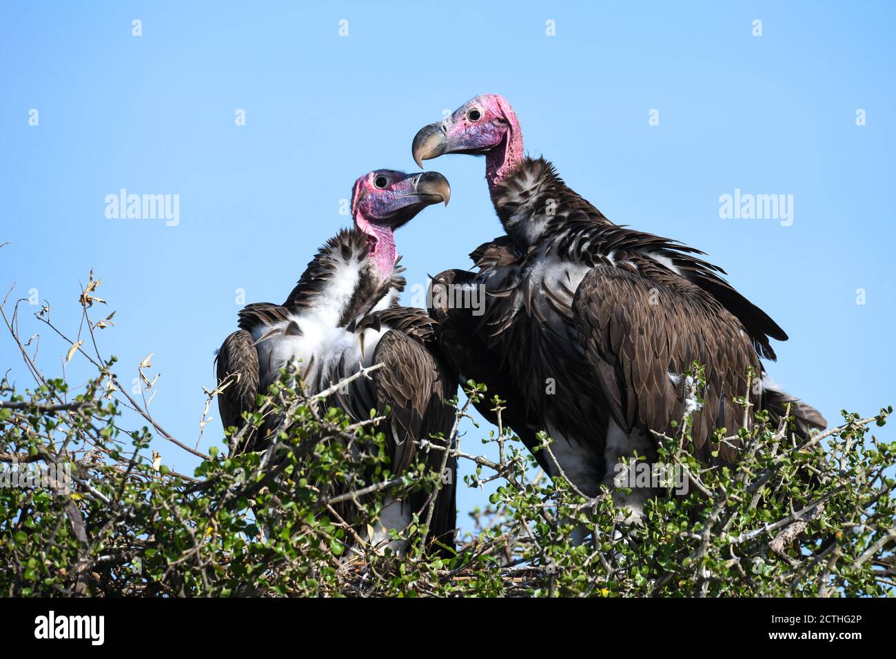 Couple reproducteur de vautours à Lappet (Torgos tracheliotos) dans un nid arboré de la réserve nationale de Masai Mara, Kenya Banque D'Images