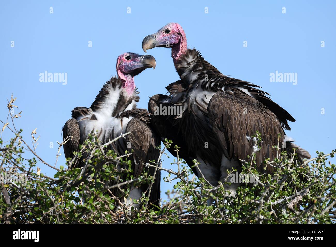 Couple reproducteur de vautours à Lappet (Torgos tracheliotos) dans un nid arboré de la réserve nationale de Masai Mara, Kenya Banque D'Images