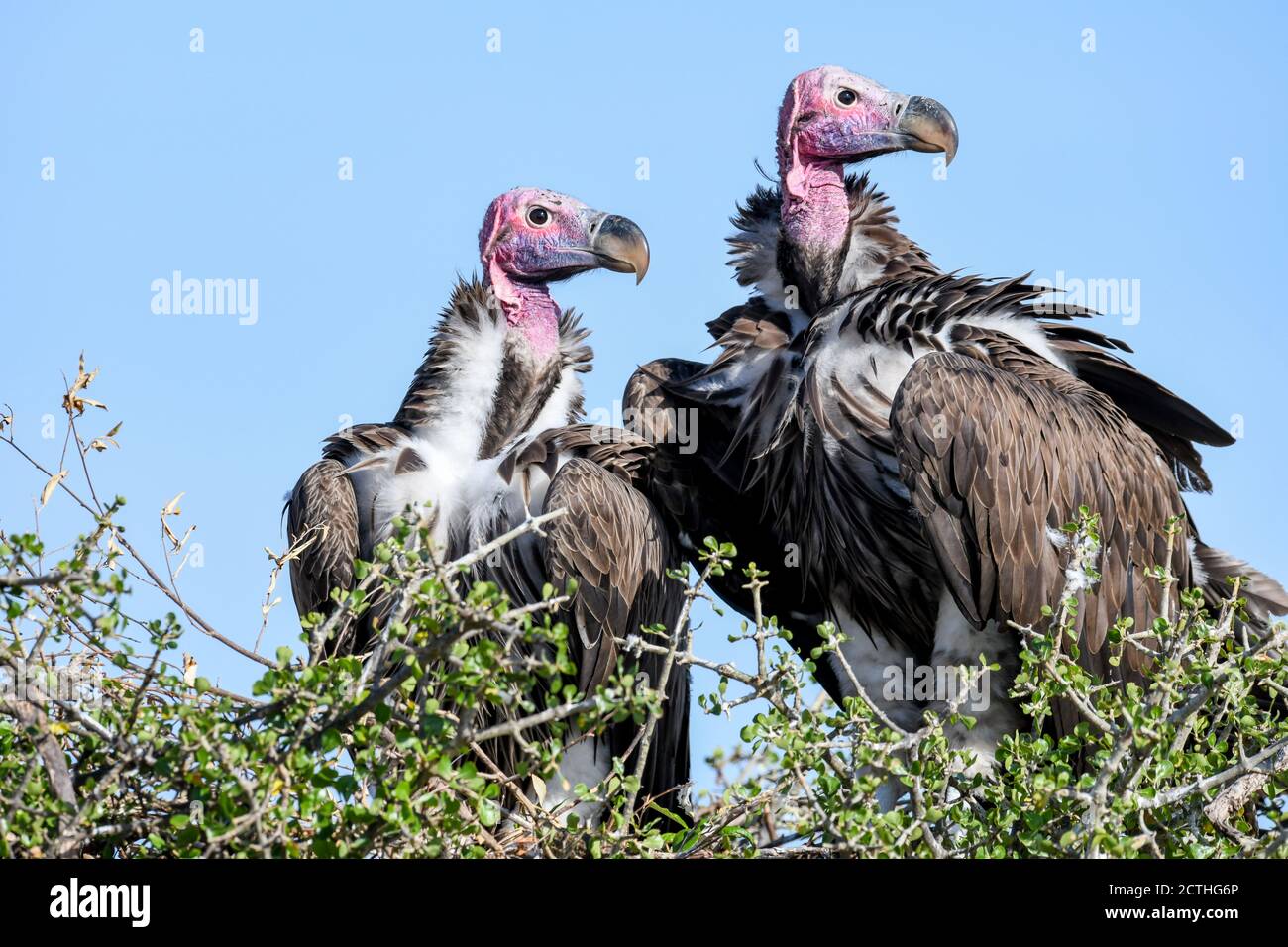 Couple reproducteur de vautours à Lappet (Torgos tracheliotos) dans un nid arboré de la réserve nationale de Masai Mara, Kenya Banque D'Images