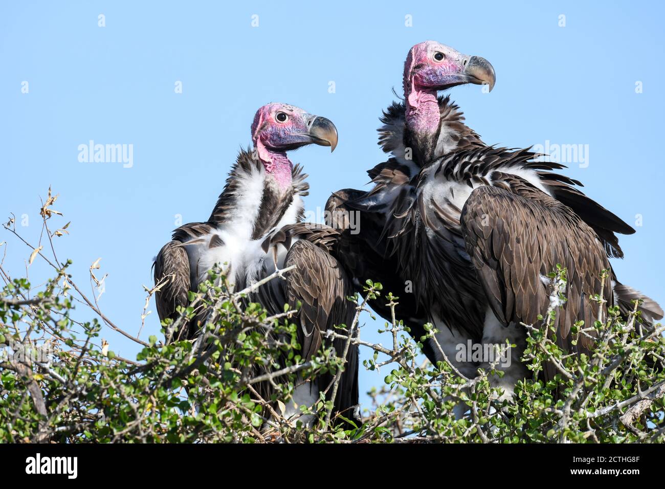 Couple reproducteur de vautours à Lappet (Torgos tracheliotos) dans un nid arboré de la réserve nationale de Masai Mara, Kenya Banque D'Images