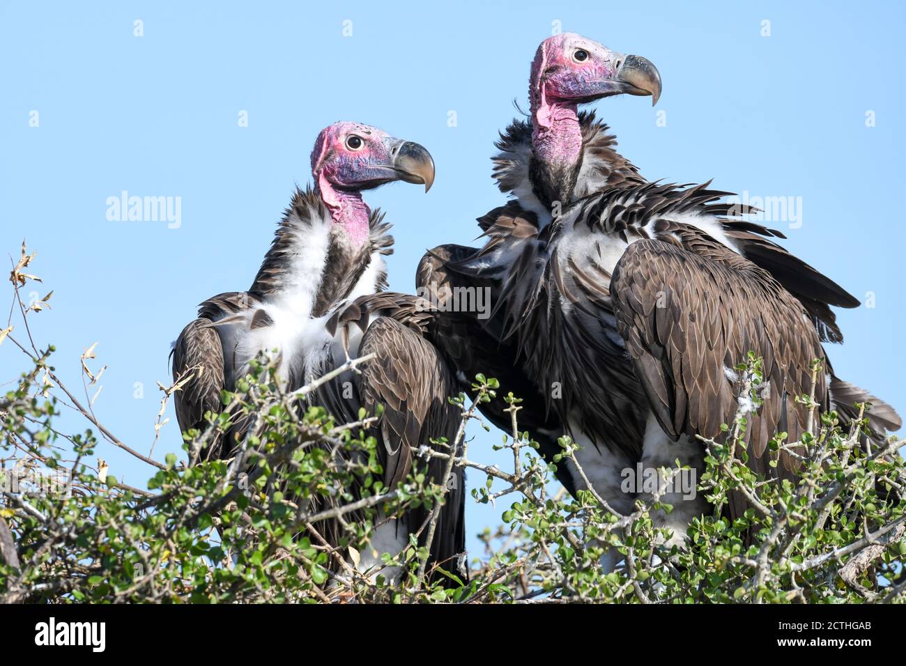 Couple reproducteur de vautours à Lappet (Torgos tracheliotos) dans un nid arboré de la réserve nationale de Masai Mara, Kenya Banque D'Images