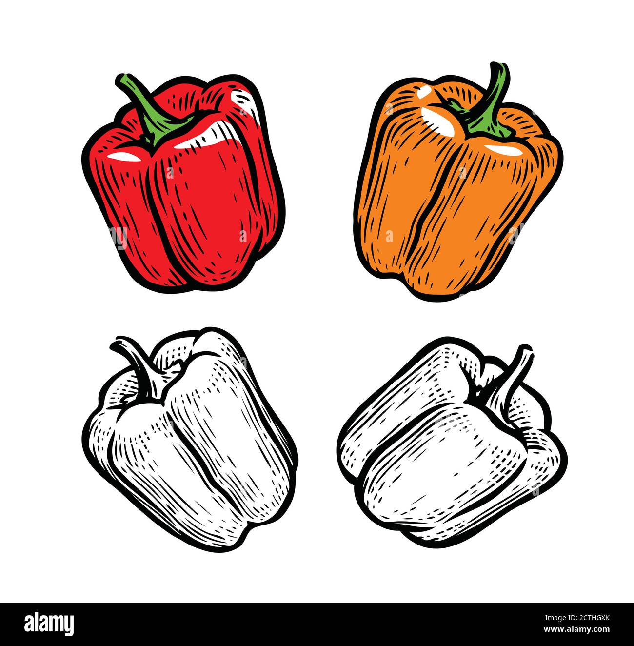 Poivre. Assaisonnement culinaire, légumes, vecteur alimentaire Illustration de Vecteur