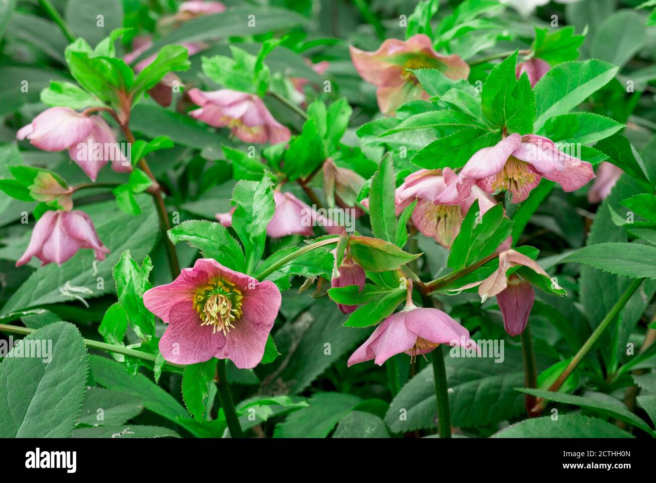 Fleurs roses et feuilles vertes d'Helleborus atrorubens Banque D'Images