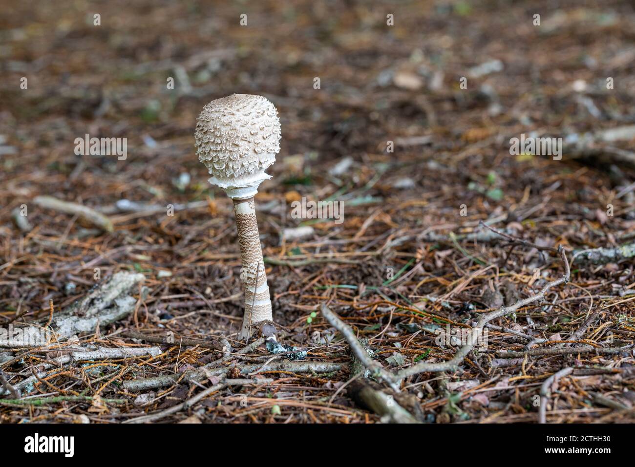 Gros plan d'un seul champignon de parasol pris en septembre dans les bois au Royaume-Uni Banque D'Images