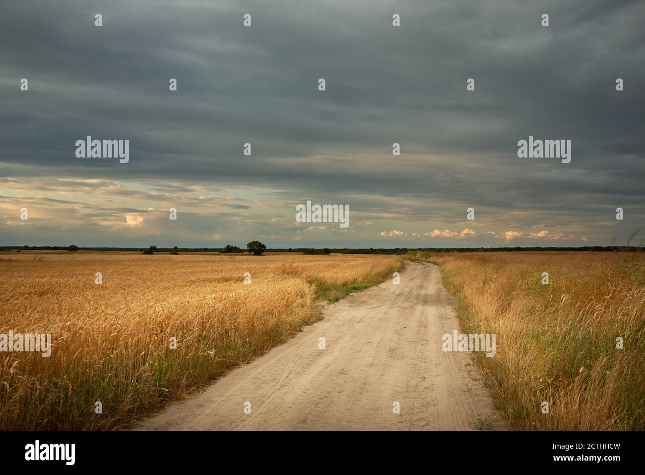 Une route de terre à travers les champs avec grain doré et un ciel nuageux Banque D'Images