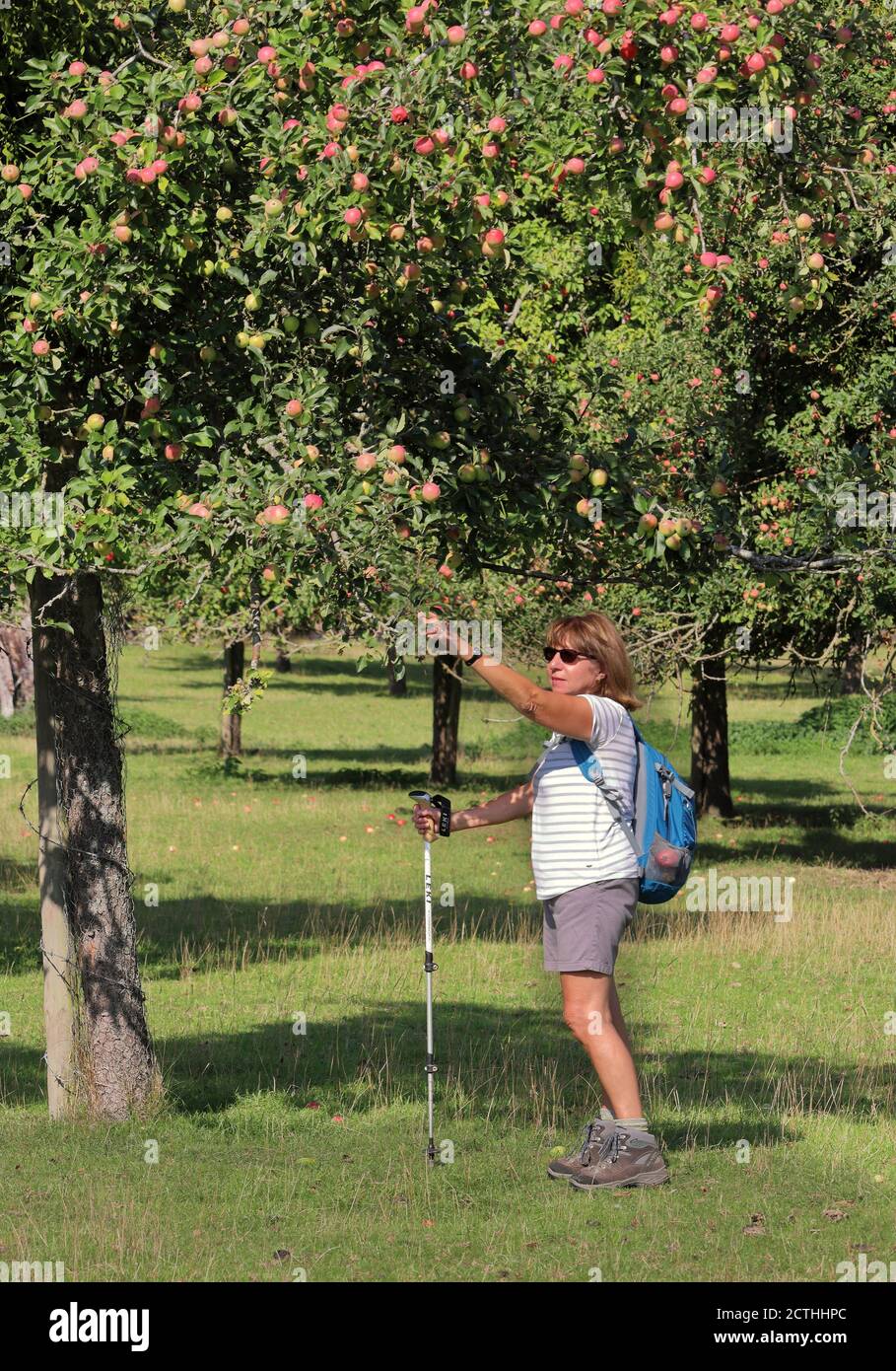 Dame rambler cueillant une pomme d'un arbre dans un Verger de pommes à Hereford Banque D'Images