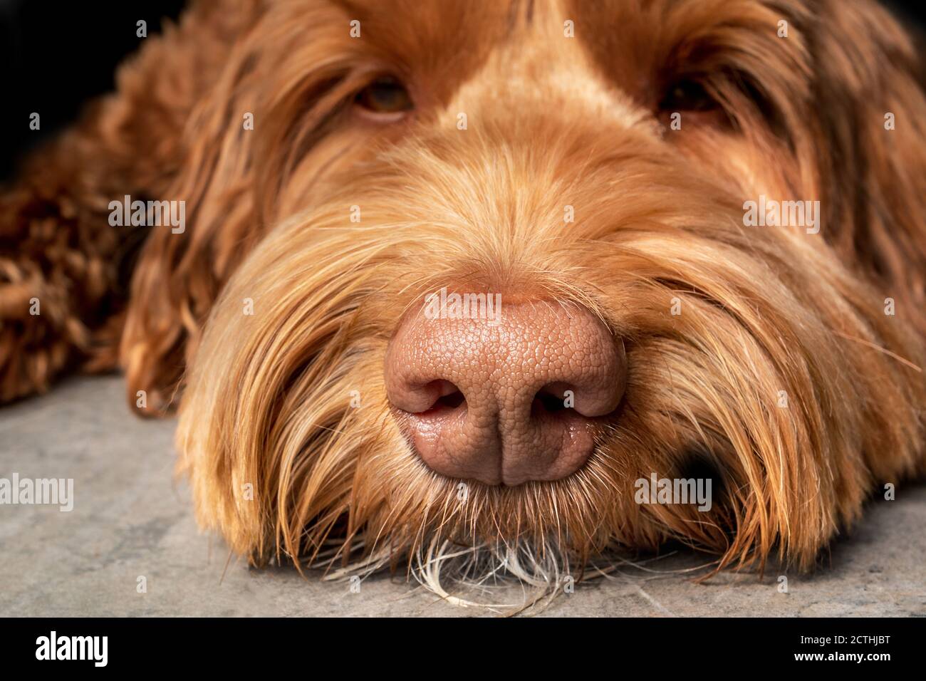 Gros plan du nez sec de chien rose tendre. Vue avant de la tête de chien reposant sur le sol. Concept pour un sens supérieur de l'odeur ou un chien sniffer. Banque D'Images