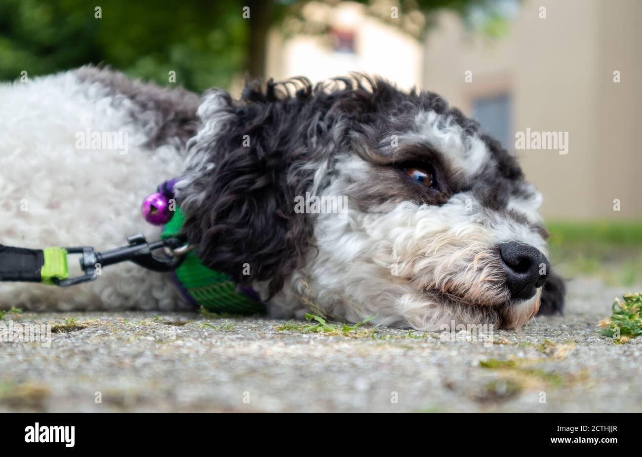 Gros plan sur le visage du chien. Chien tête reposant sur le sol à l'extérieur. Petit coolé noir et blanc regardant quelque chose hors de vue. Mise au point sélective, flou Banque D'Images