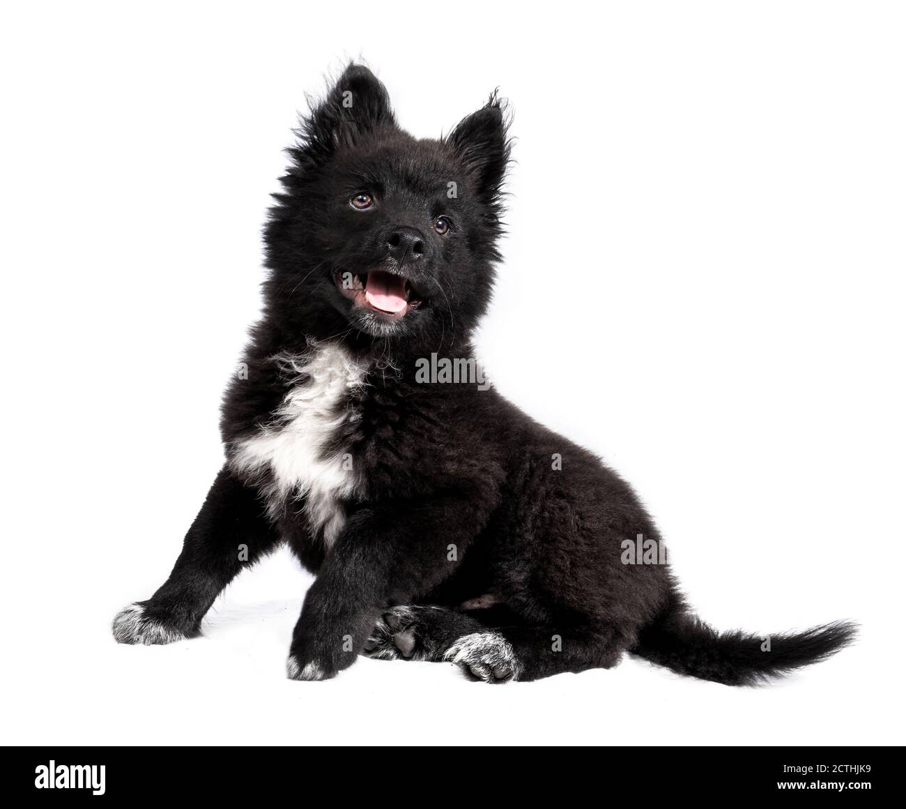 Adorable chiot moelleux noir assis sur le côté. chien de 12 semaines. Portrait complet d'un chiot de race mixte Berger australien x Keeshond. Isolé Banque D'Images
