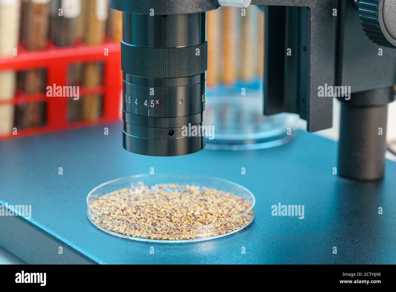 Recherche analyse des grains et des semences agricoles au laboratoire Banque D'Images