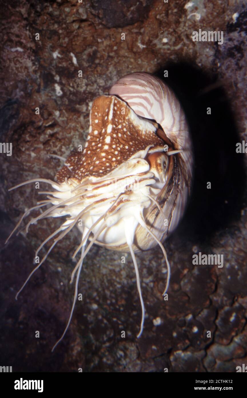 Palau nautilus, Nautilus belauensis Banque D'Images