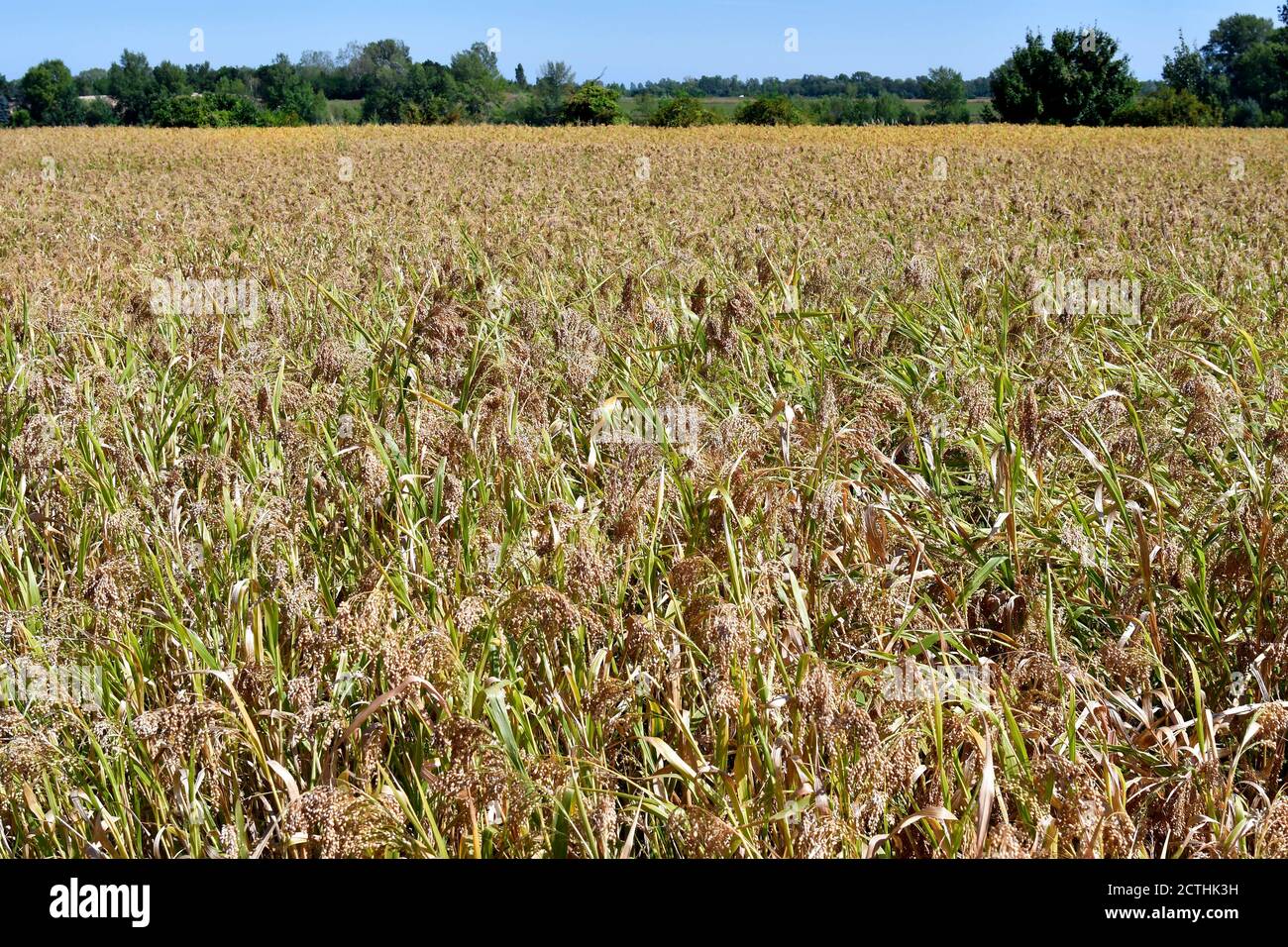 Autriche, agriculture, champ avec millet proso Banque D'Images