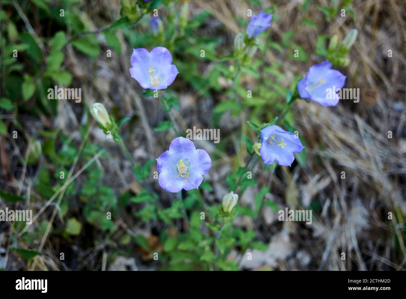 Campanula moyen avec fleurs bleu violet Banque D'Images
