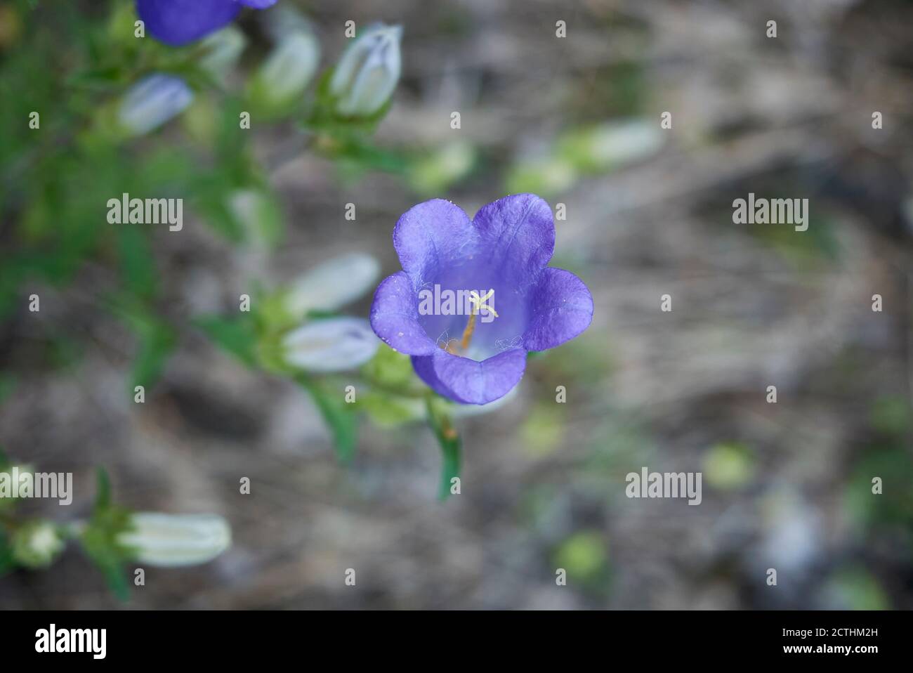 Campanula moyen avec fleurs bleu violet Banque D'Images