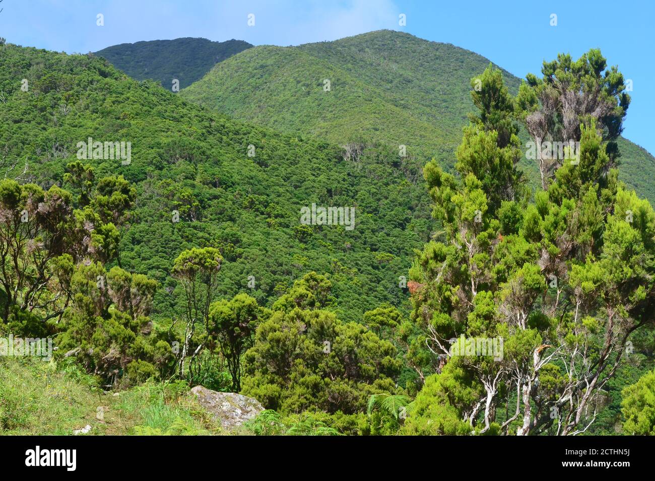 Forêt de Laurisilva dans l'île de Sao Jorge, archipel des Açores, Portugal Banque D'Images