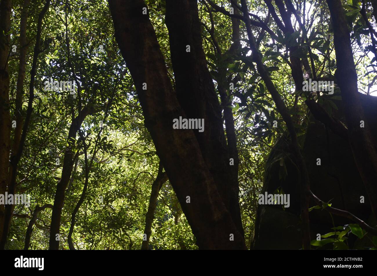 Forêt de Laurisilva dans l'île de Sao Jorge, archipel des Açores, Portugal Banque D'Images