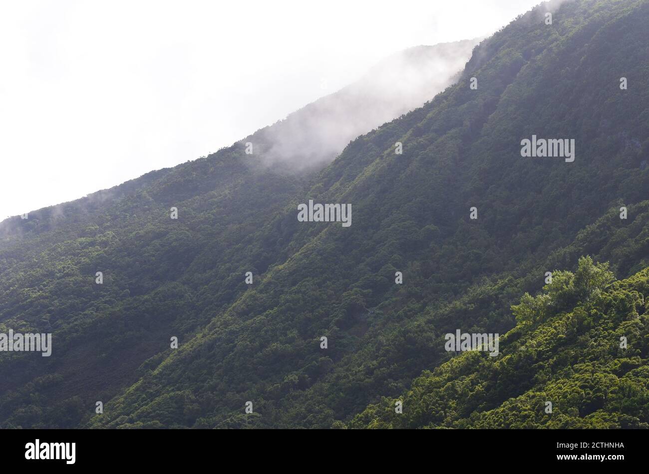 Forêt de Laurisilva dans l'île de Sao Jorge, archipel des Açores, Portugal Banque D'Images