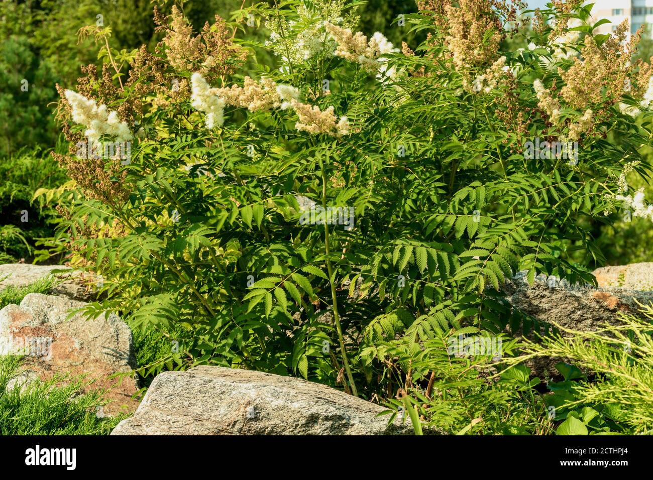 Magnifique brousse verte avec des fleurs blanches moelleuses. Banque D'Images