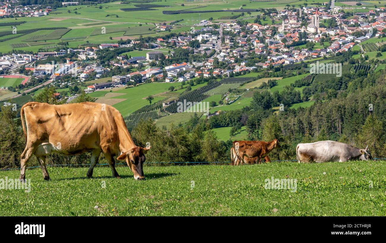 Les vaches se broutent sur un pâturage de montagne au-dessus du village de Malles Venosta, Tyrol du Sud, Italie, visible en arrière-plan Banque D'Images