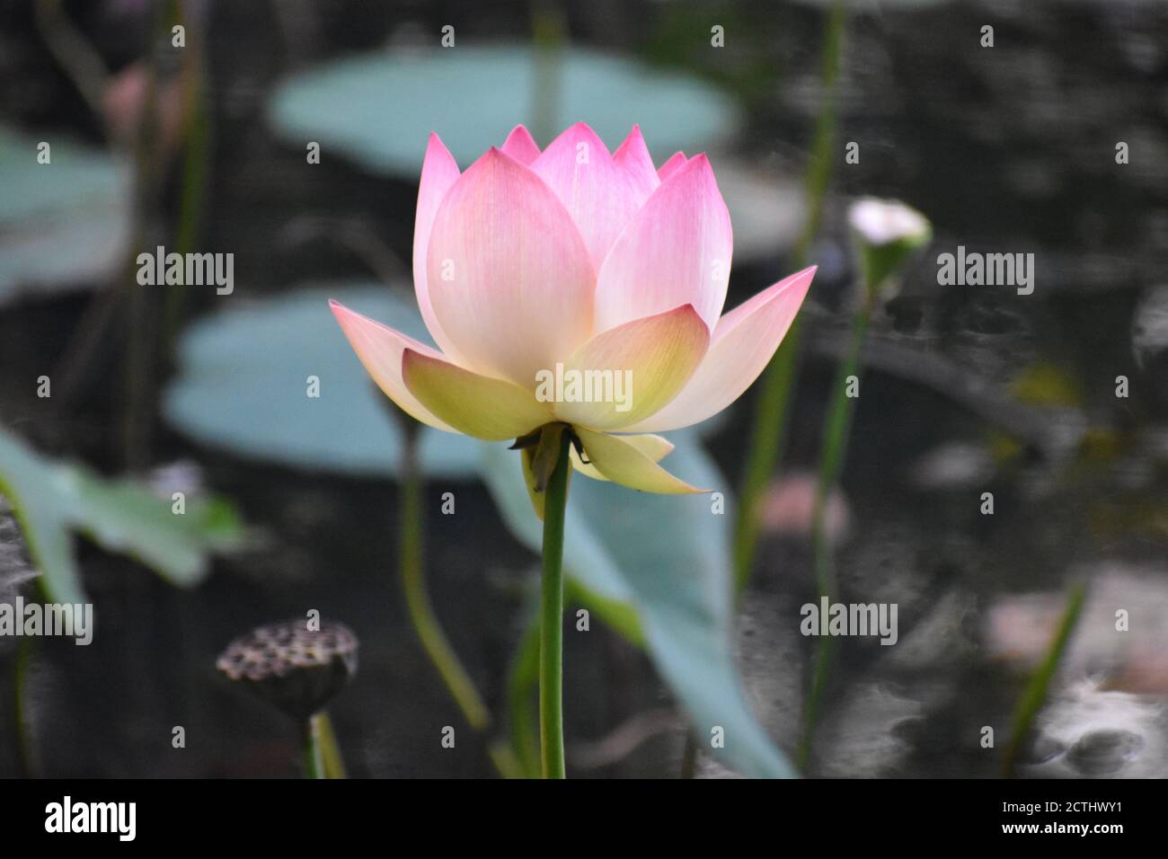 Fleur de lotus rose clair flottant dans un lac avec un arrière-plan flou des feuilles et des tiges de lotus -04 Banque D'Images