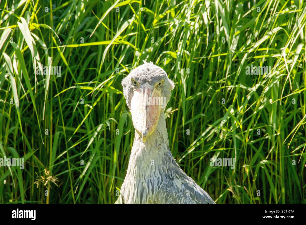 Le Shoebill, Balaeniceps rex, également appelé Abu Marzub, est un oiseau africain Banque D'Images