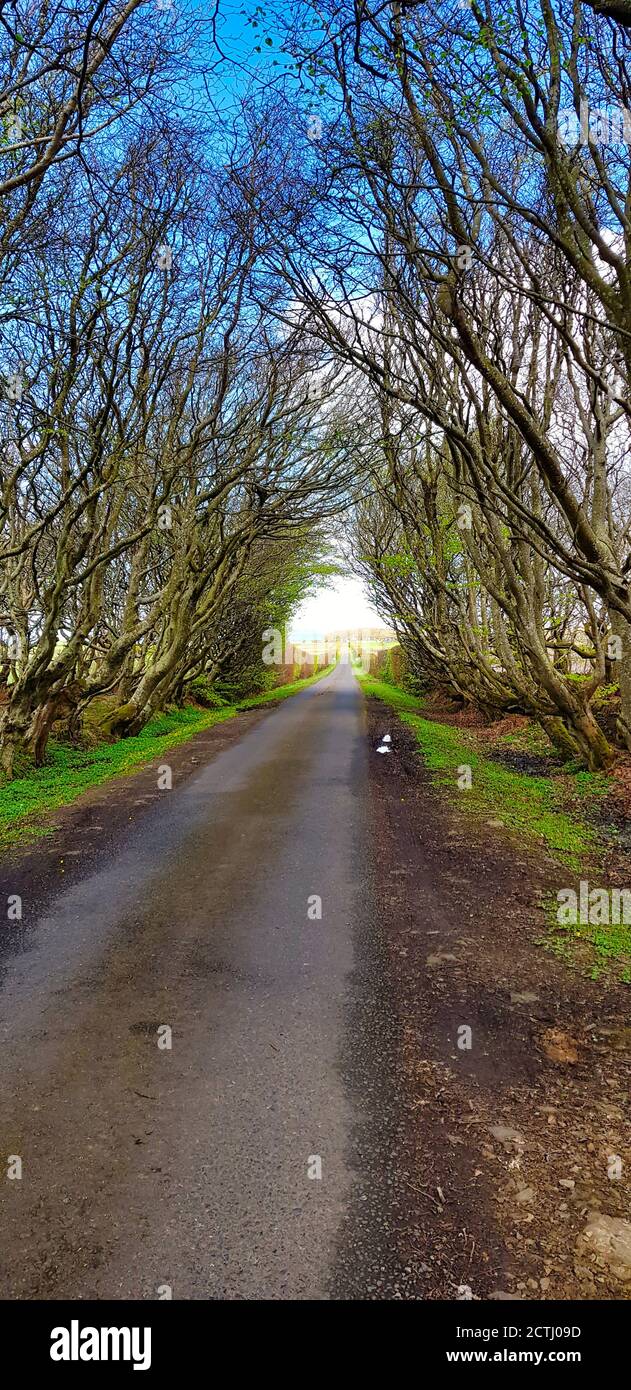 Un sentier bordé d'arbres écossais à la lumière douce et aux ombres dans un parc écossais en été. Banque D'Images