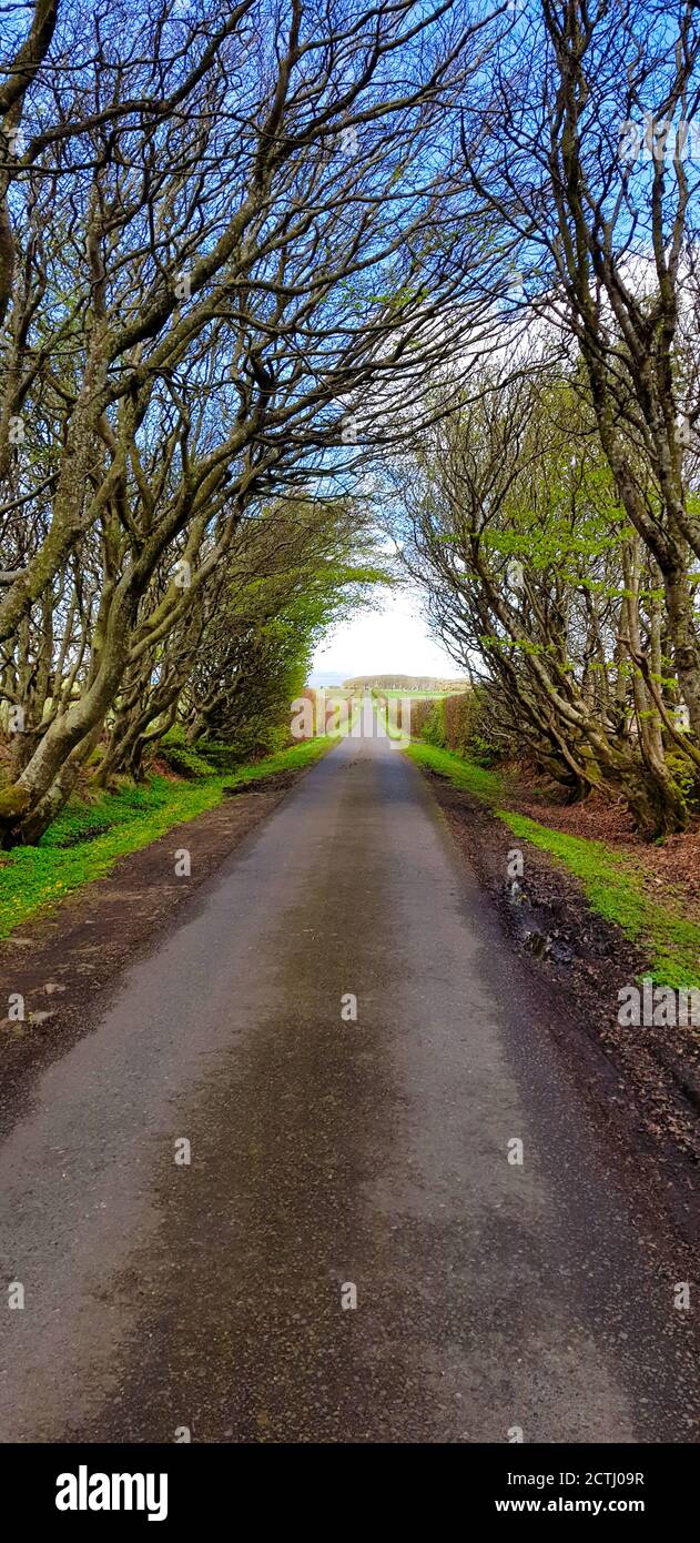 Un sentier bordé d'arbres écossais à la lumière douce et aux ombres dans un parc écossais en été. Banque D'Images