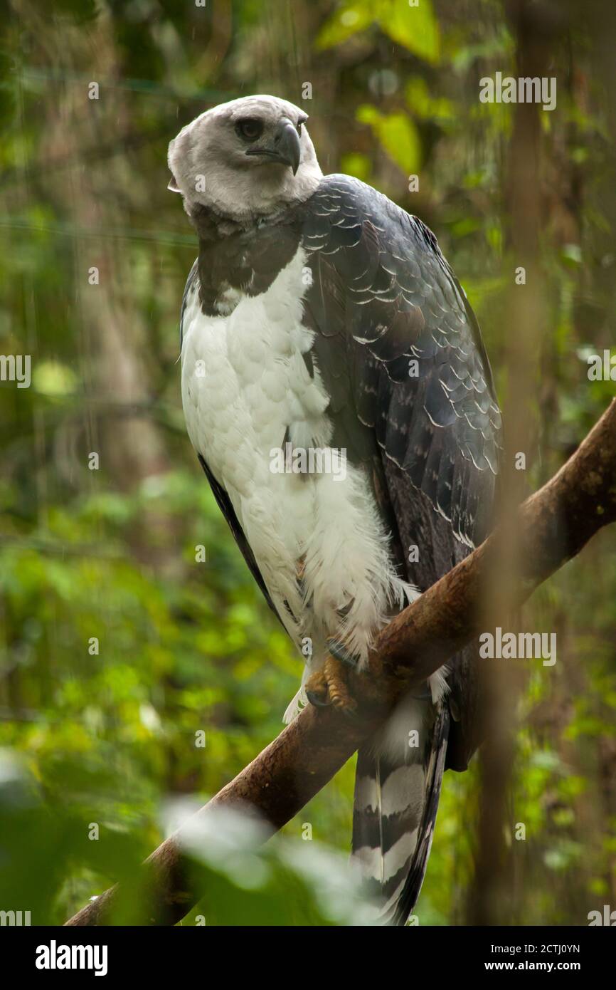 Aigle harpie américain - harpia harpyja Banque D'Images