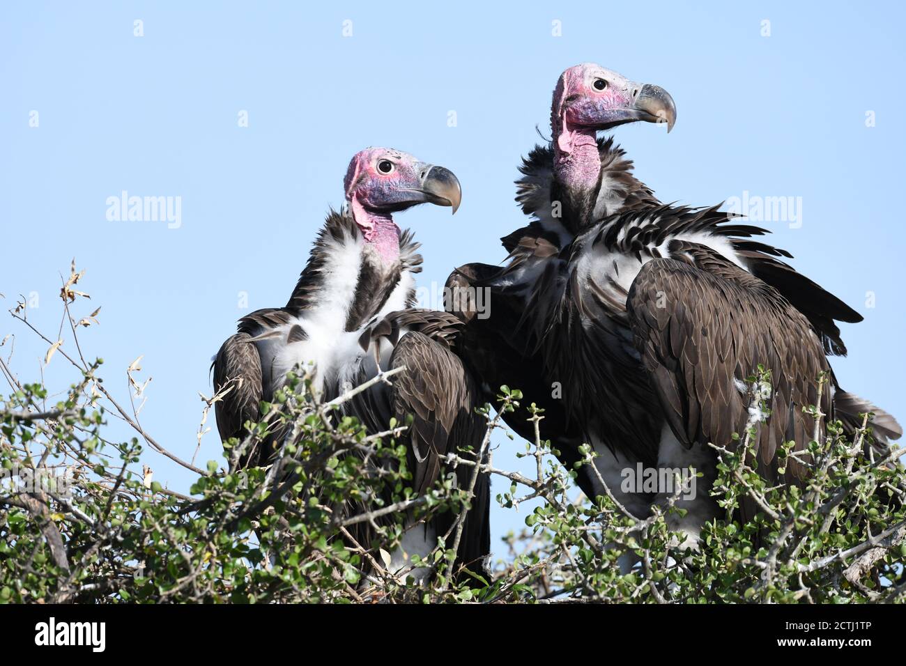 Couple reproducteur de vautours à Lappet (Torgos tracheliotos) dans un nid arboré de la réserve nationale de Masai Mara, Kenya Banque D'Images