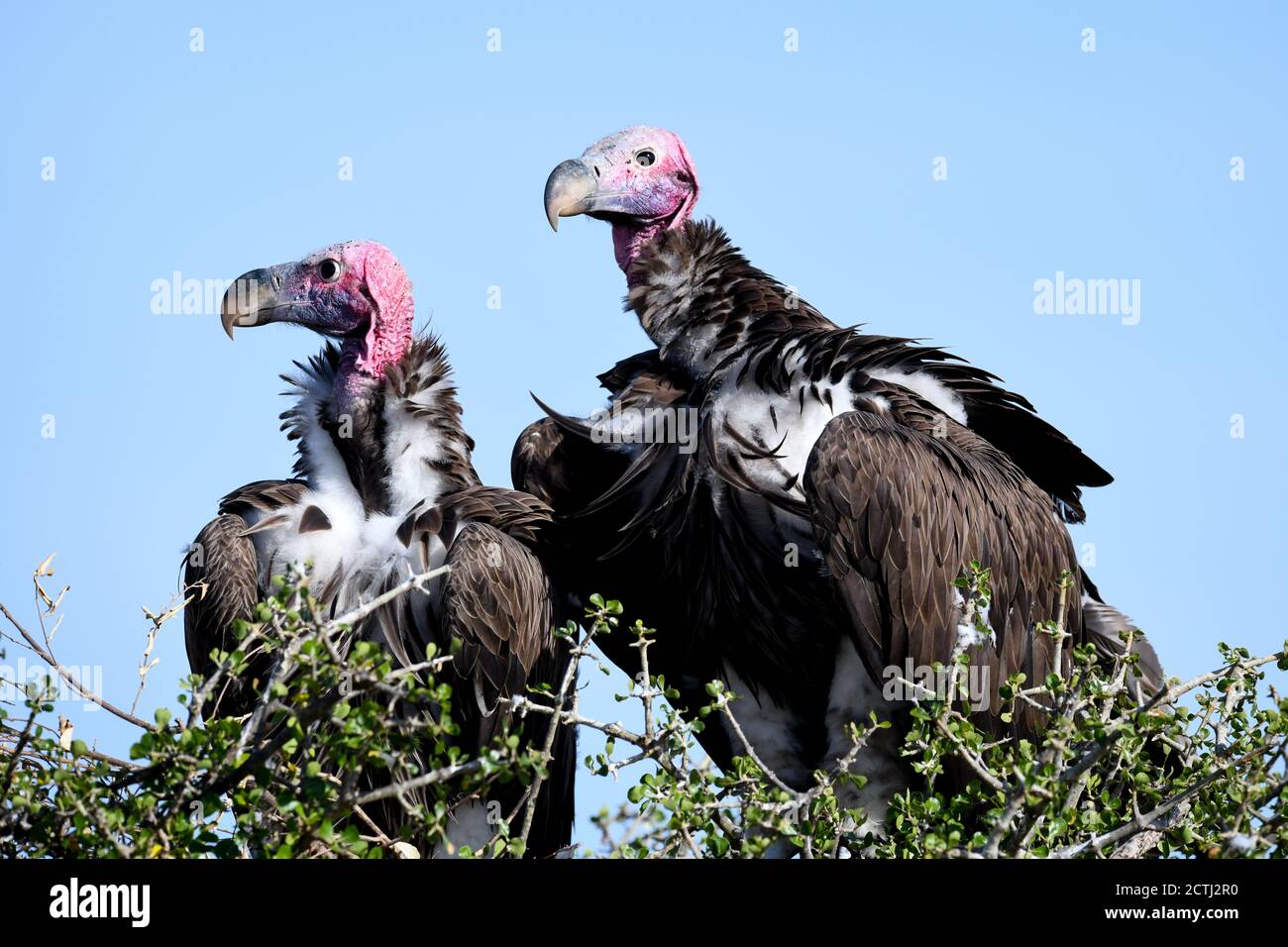 Couple reproducteur de vautours à Lappet (Torgos tracheliotos) dans un nid arboré de la réserve nationale de Masai Mara, Kenya Banque D'Images