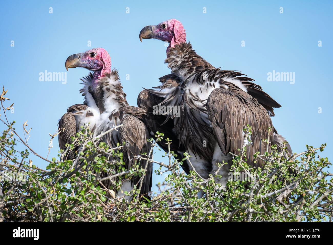 Couple reproducteur de vautours à Lappet (Torgos tracheliotos) dans un nid arboré de la réserve nationale de Masai Mara, Kenya Banque D'Images