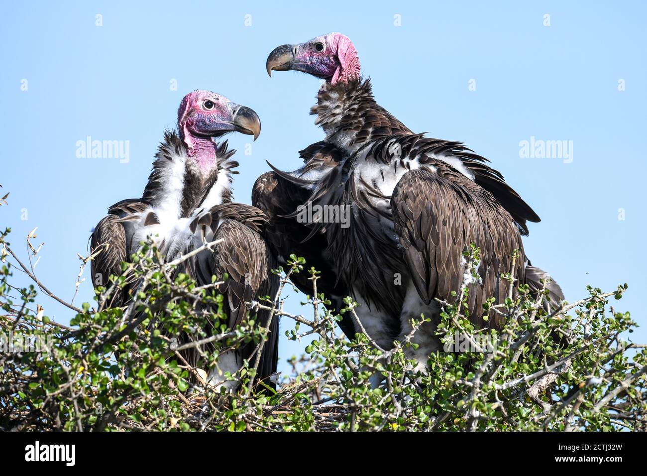Couple reproducteur de vautours à Lappet (Torgos tracheliotos) dans un nid arboré de la réserve nationale de Masai Mara, Kenya Banque D'Images