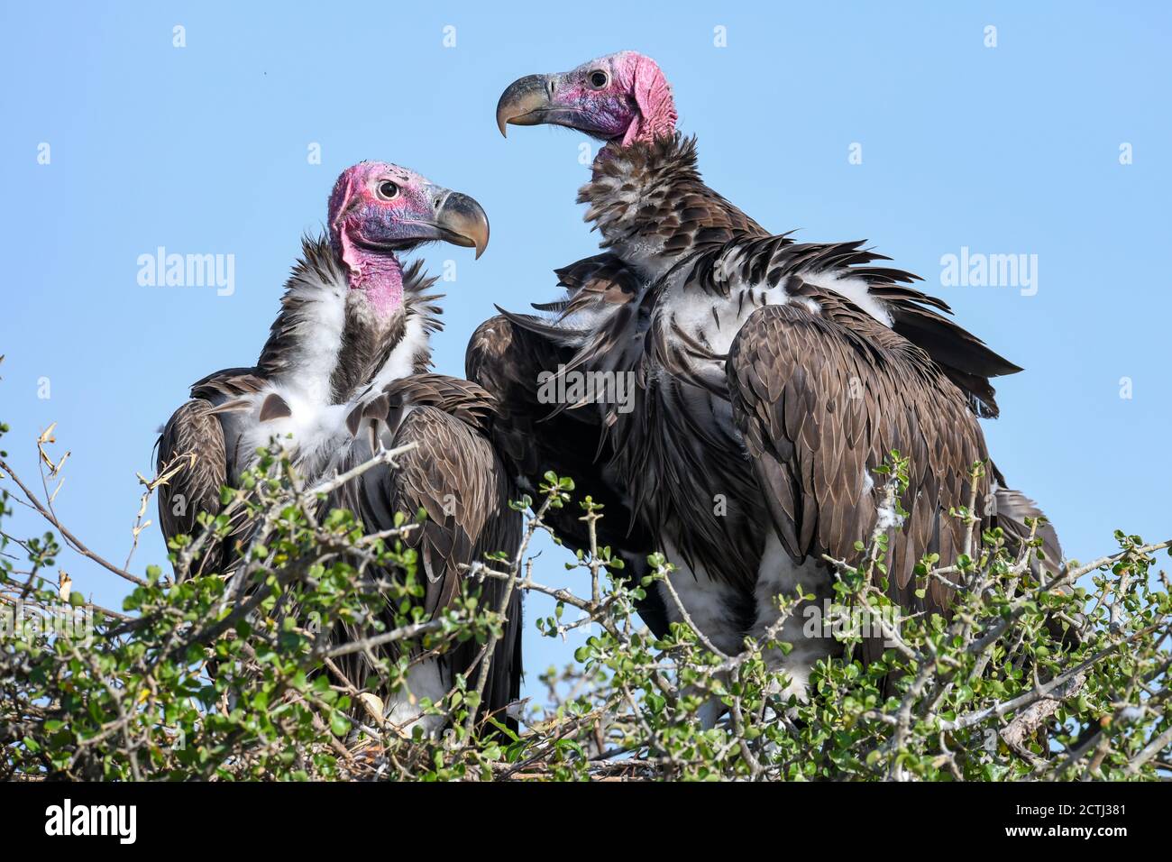 Couple reproducteur de vautours à Lappet (Torgos tracheliotos) dans un nid arboré de la réserve nationale de Masai Mara, Kenya Banque D'Images