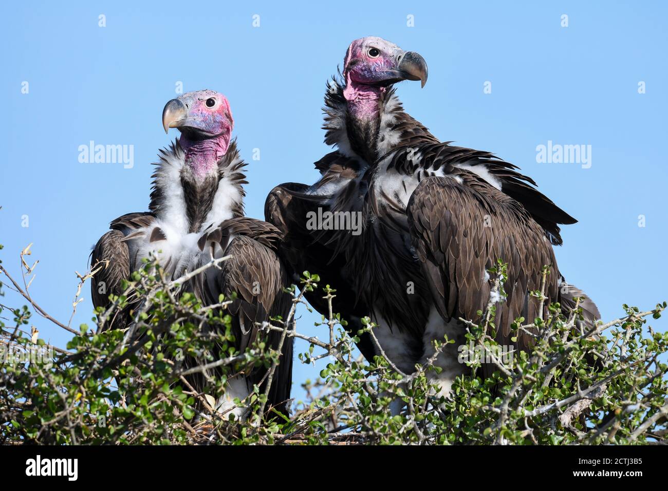 Couple reproducteur de vautours à Lappet (Torgos tracheliotos) dans un nid arboré de la réserve nationale de Masai Mara, Kenya Banque D'Images