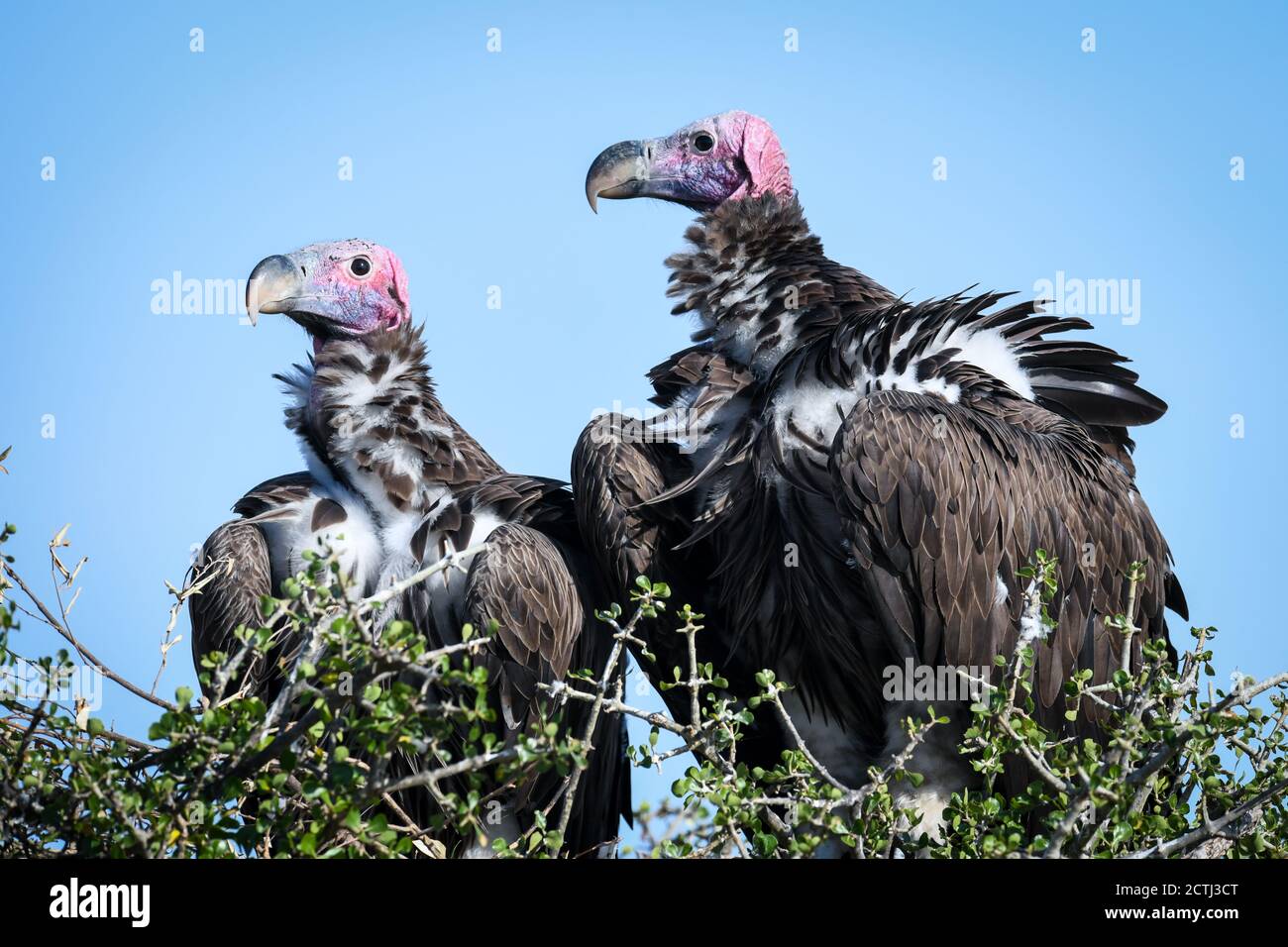 Couple reproducteur de vautours à Lappet (Torgos tracheliotos) dans un nid arboré de la réserve nationale de Masai Mara, Kenya Banque D'Images