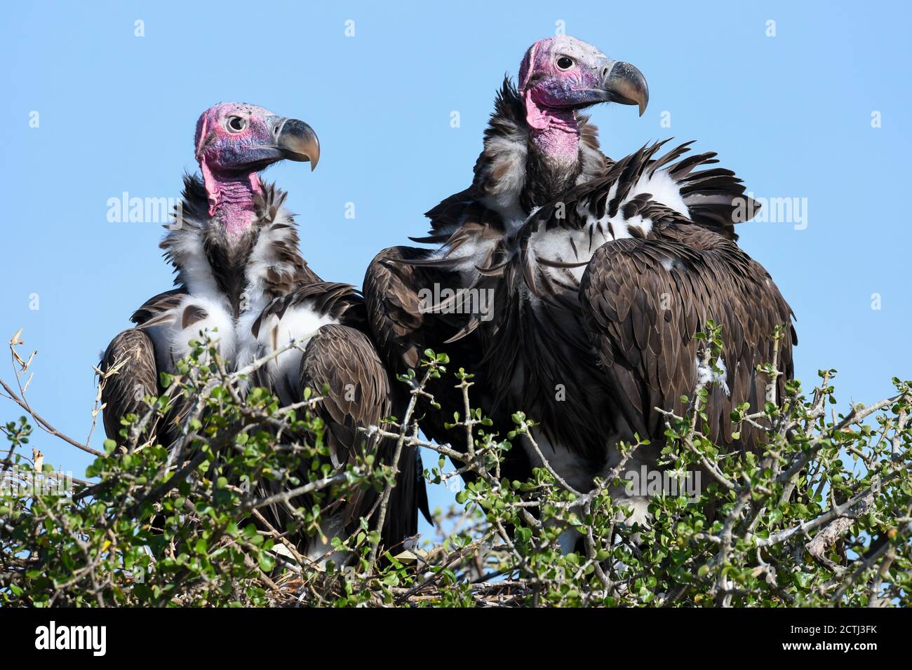 Couple reproducteur de vautours à Lappet (Torgos tracheliotos) dans un nid arboré de la réserve nationale de Masai Mara, Kenya Banque D'Images