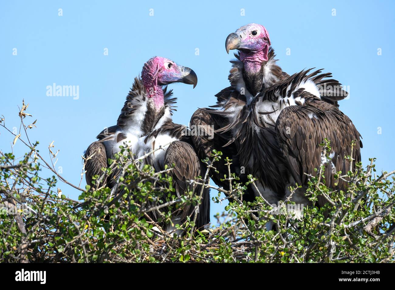 Couple reproducteur de vautours à Lappet (Torgos tracheliotos) dans un nid arboré de la réserve nationale de Masai Mara, Kenya Banque D'Images