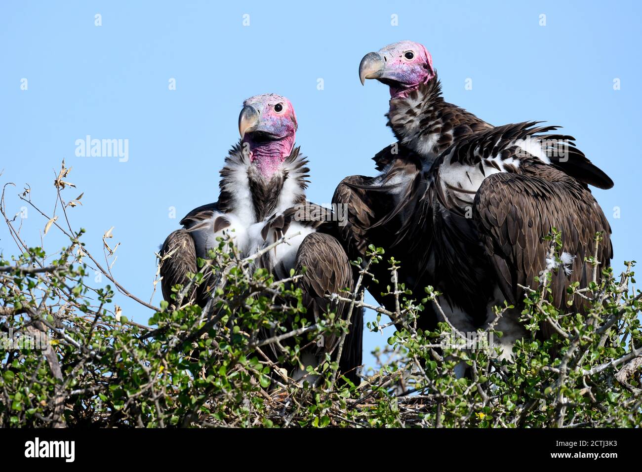 Couple reproducteur de vautours à Lappet (Torgos tracheliotos) dans un nid arboré de la réserve nationale de Masai Mara, Kenya Banque D'Images