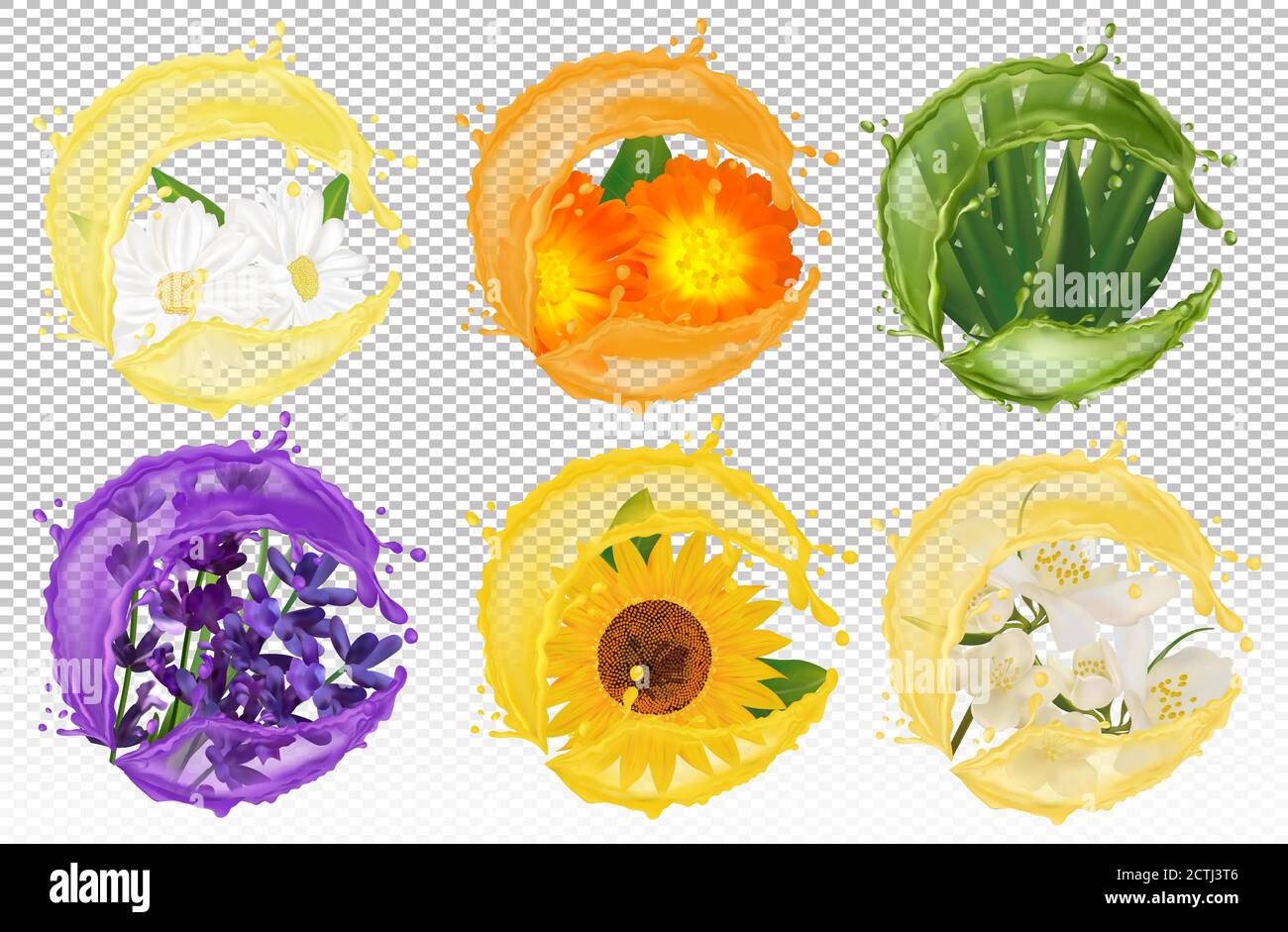 Éclaboussure de liquide sur la fleur. Camomille réaliste, calendula, lavande, aloe vera, tournesol, jasmin. Illustration pour produits de beauté, thés, parfums, médicaments. Illustration vectorielle. Illustration de Vecteur