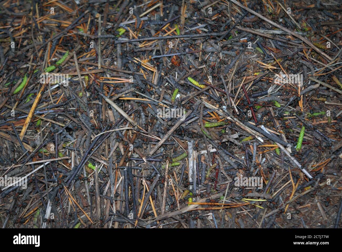 Fourmis de forêt rouge formica rufa en anthill macro photo, grand anthill gros plan. Banque D'Images
