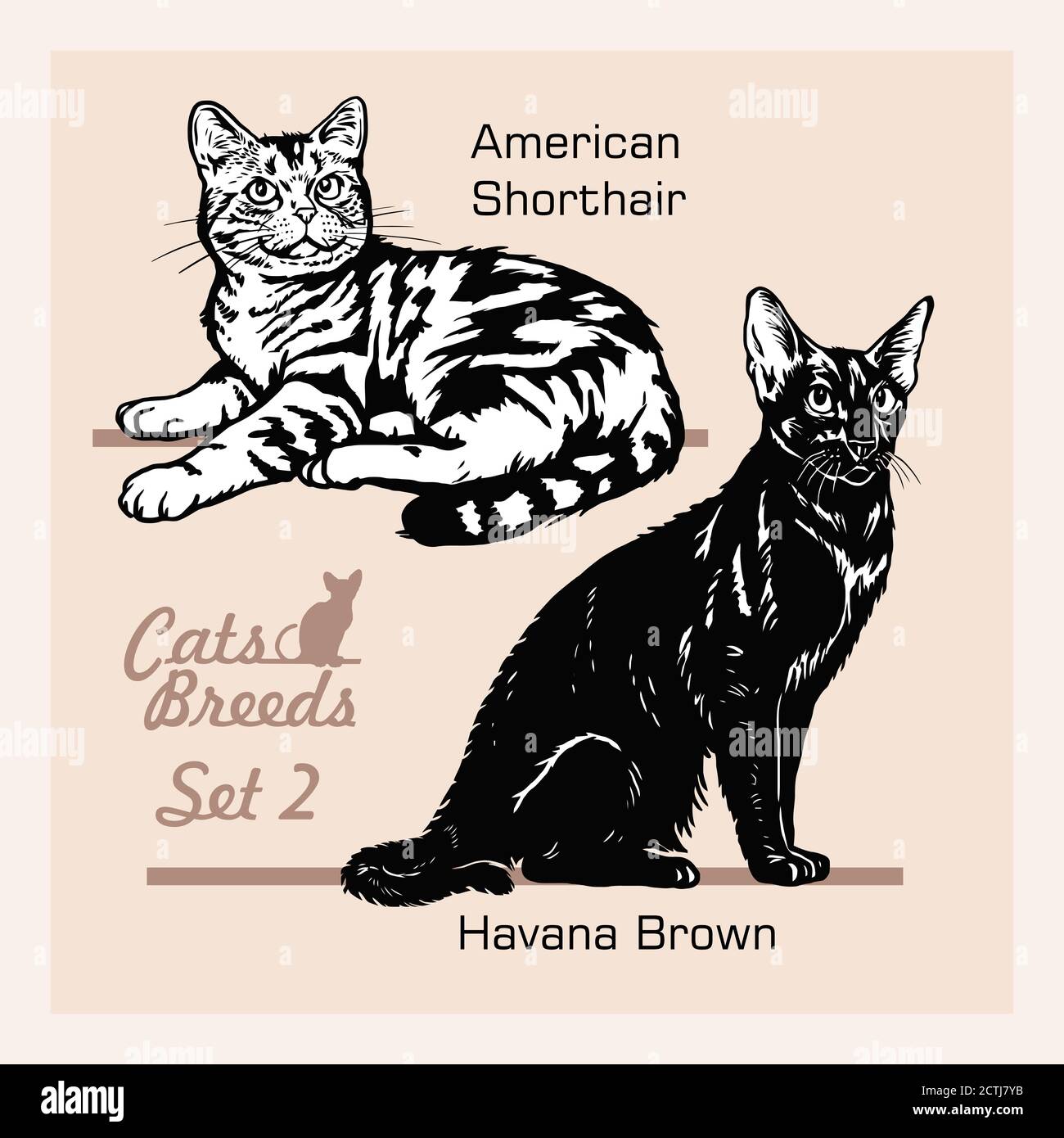 Races de chats - American Shorthair, Havana Brown - chats gais isolés sur blanc - ensemble de vecteurs Illustration de Vecteur