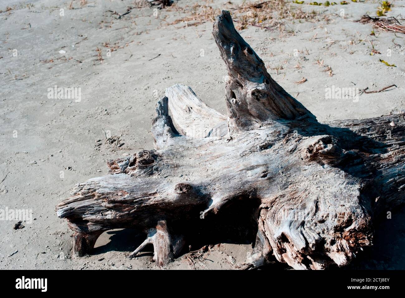 Bois de grève dans le sable, trouvé sur la plage de Galveston, au Texas, le long du golfe du Mexique. Banque D'Images