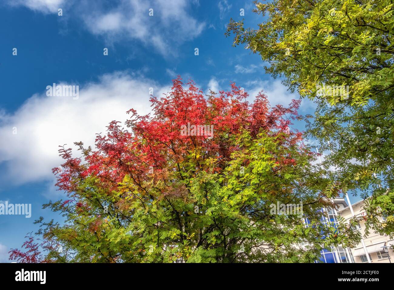 Couleurs d'automne. Feuilles multicolores, principalement rouges, roses sur l'arbre à la roganberry au début de l'automne. Couleurs fortes comme le feu. Ciel bleu avec des nuages blancs betwe Banque D'Images