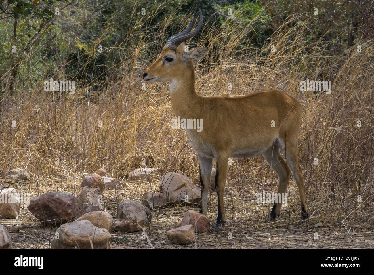 Red Lechwe dans le Parc National W, Niger Banque D'Images