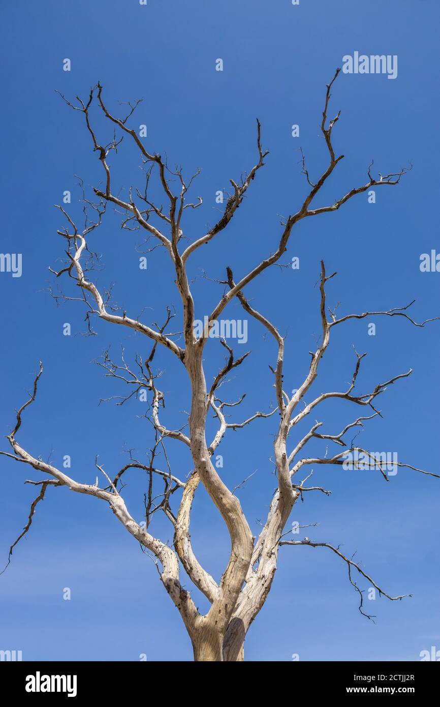 Arbre mort abstrait, Parc National du W, Niger Banque D'Images